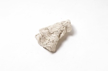 Fragment van een schelp