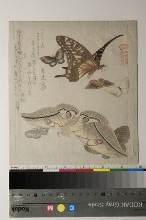 Kasumi-ren Gunchō gafu (Collection illustrée de papillons pour le cercle Kasumi): Papillons et mites