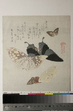 Kasumi-ren Gunchō gafu (Collection illustrée de papillons pour le cercle Kasumi): Papillons