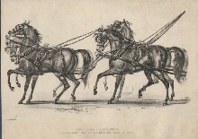 Quatre chevaux harnachés