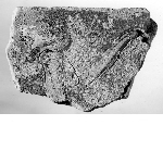 Fragment of Rekhyt bird