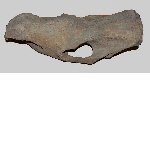 Skull of woolly rhinoceros (Coelodonta antiquitatis)