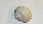Shell of a Burgundy snail (Helix pomatia)