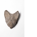 Fragment of the head of a cat