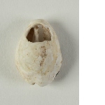 Cowrie shells (bei 貝) (abc) and copy in bone (d)