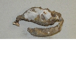 Fragment of a shell (Cypraea sp.)