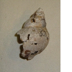 Shell of a common whelk (Buccinum undatum)