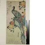 Untitled series of birds and flowers subjects: Long-tailed pheasant and chrysanthemums