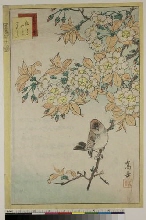 Shō utsushi yonjū hatchi: N°12 - Rouge-gorge et cerisier prostré