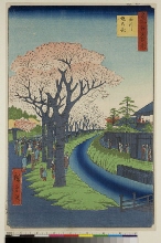 Meisho Edo hyakkei (Cent vues d'endroits célèbres d'Edo): Cerisiers en fleurs sur les rives de la rivière Tama