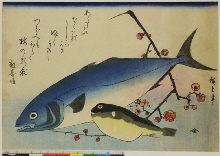 Grands poissons, 2e série (groupe rajouté): Inada et fugu, avec fleurs de prunus