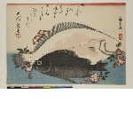 Large fishes, 2nd series (supplemental group): Hirame and mebaru, with cherry blossom