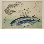 Large fishes, 1st series: Kuruma ebi and aji