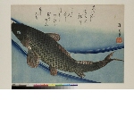 Large fishes, untitled series: Koi carp