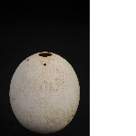 Ostrich egg with perforations